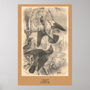 Poster Os tordos-zorzais