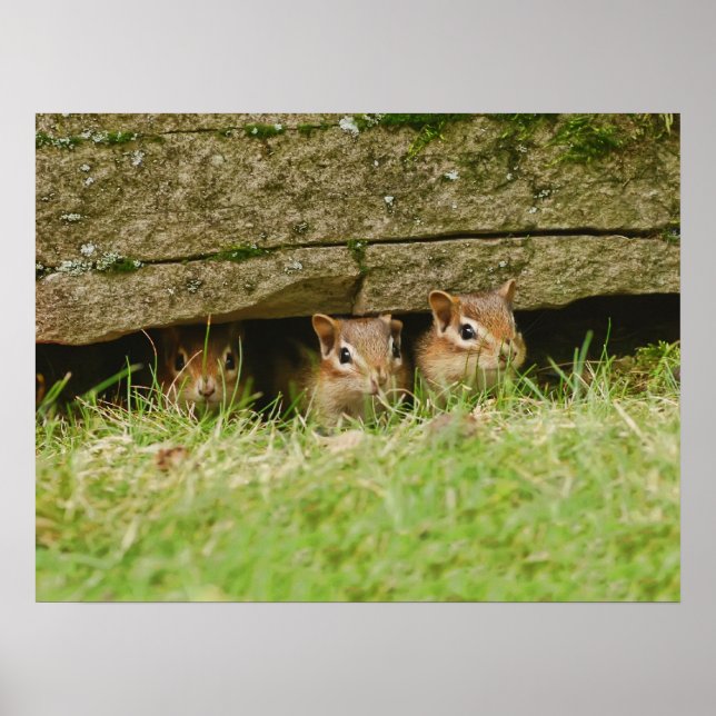 Pôster os três amigos (Frente)