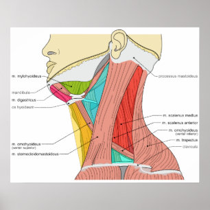 Pôster Os triângulos do pescoço Muscles o diagrama