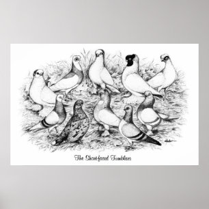 Poster Os Tumblers Curto-enfrentados