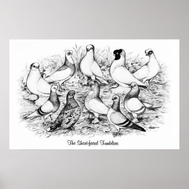 Poster Os Tumblers de faces curtas (Frente)