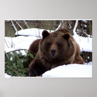 Pôster Os Ursos de Berna