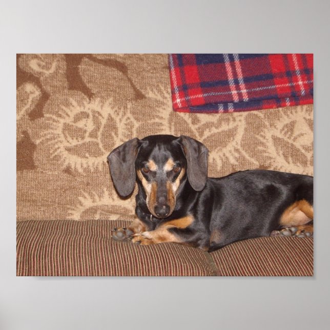 Pôster Oscar Wiener Dog (Frente)