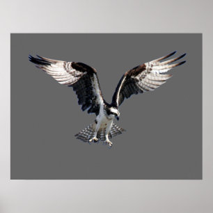 Pôster Osprey