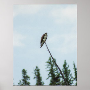 Poster Osprey 9028