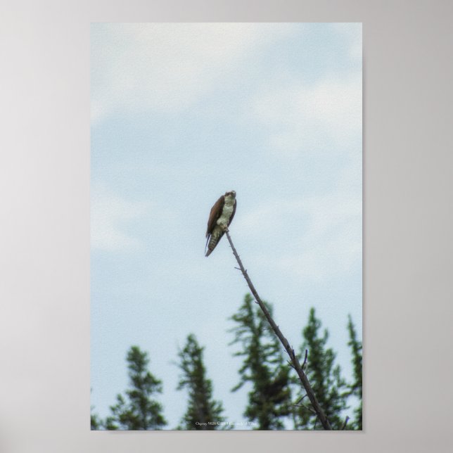 Poster Osprey 9028 (Frente)