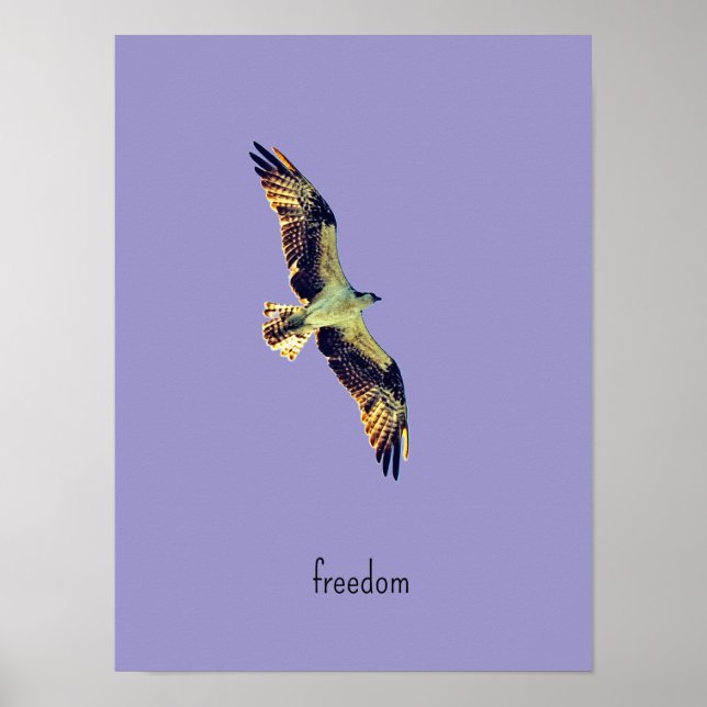Poster Osprey art (Frente)