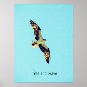 Poster Osprey art