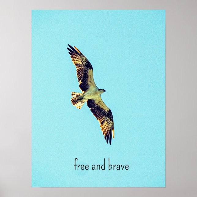 Poster Osprey art (Frente)