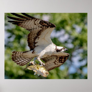 Poster Osprey com um grande baixo da boca