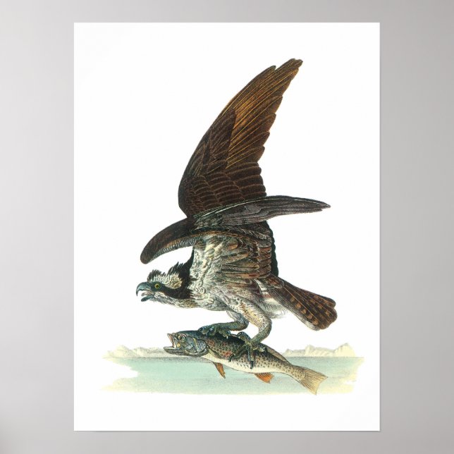 Poster Osprey de Audubon (Frente)