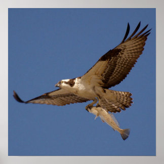 Pôster Osprey Fisher