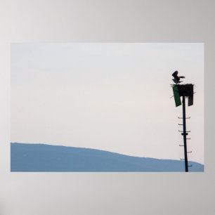 Poster Osprey in Front of Mount Desert Island, Maine