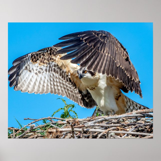 Poster Osprey juvenil 20x16 no ninho (Frente)