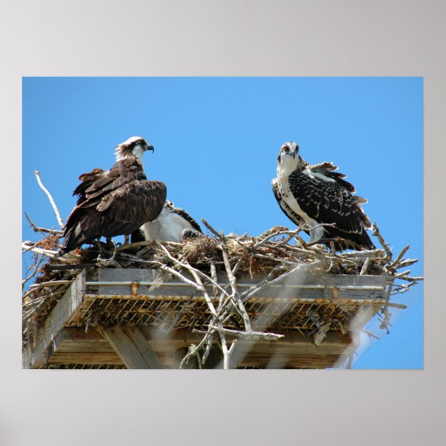 Poster Osprey Mamãe (Frente)