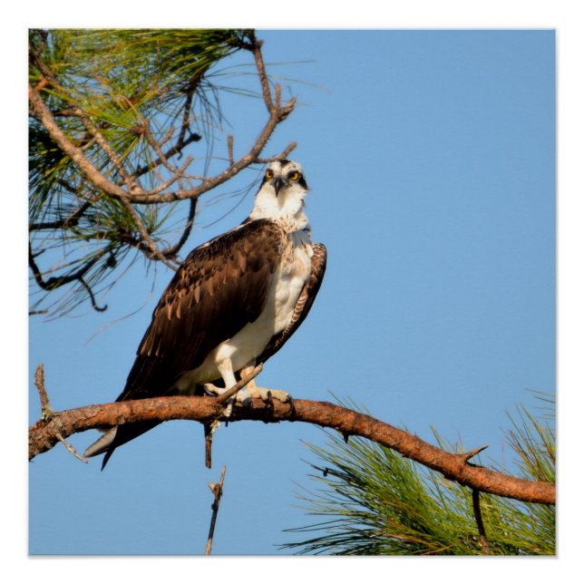Pôster Osprey na natureza (Frente)
