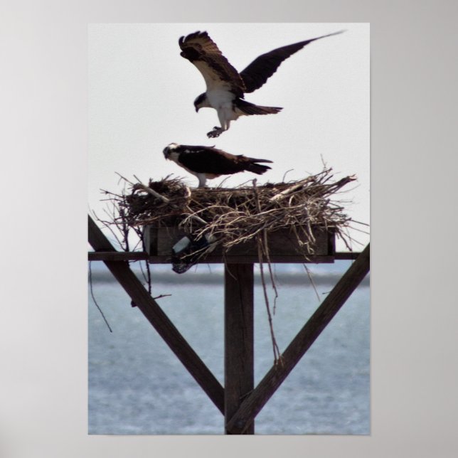 Poster Osprey no ninho (Frente)