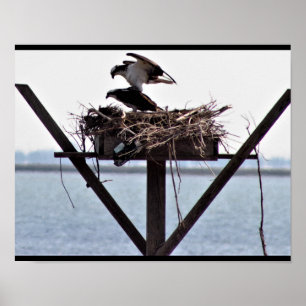 Poster Osprey no ninho