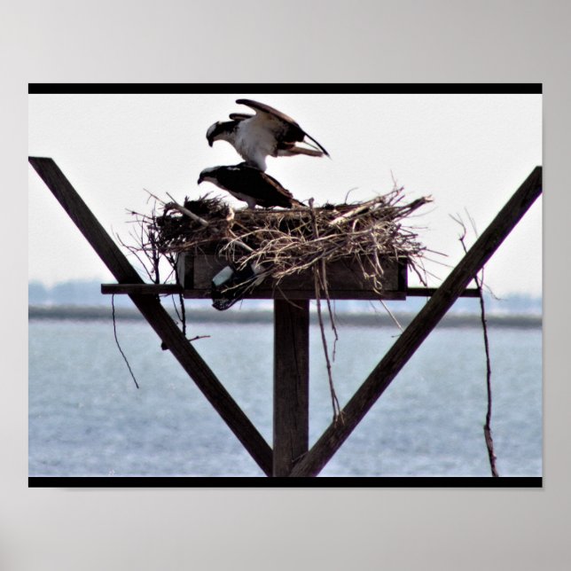 Poster Osprey no ninho (Frente)