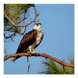 Pôster Osprey no selvagem