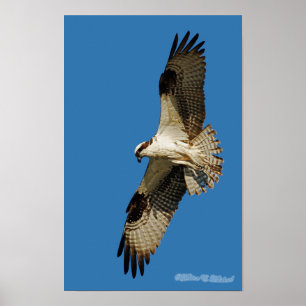 Pôster Osprey que paira