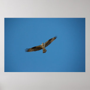 Pôster Osprey "rei do rio inoperante "