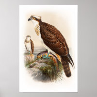 Osprey Sea Hawk John Gould Aves da Grã-Bretanha Ex