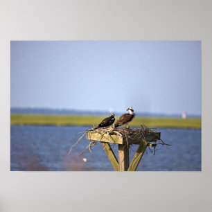 Poster Ospreys em Nest Photo