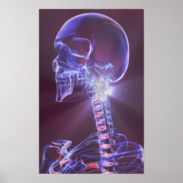 Pôster Ossos da cabeça e do pescoço 5 (Frente)