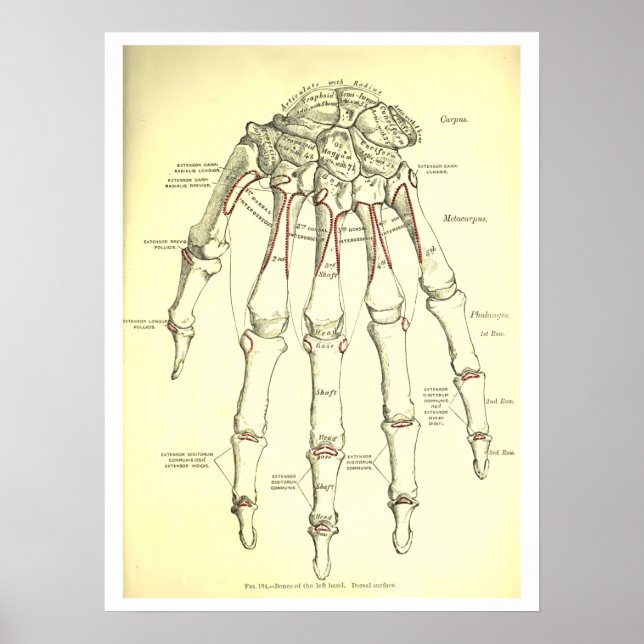 Pôster Ossos da Mão da Anatomia Humana Vintage (Frente)