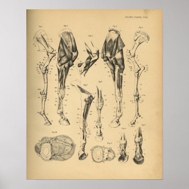 Poster Ossos da Perna do Cavalo Anatomia Muscular 1908 Vi (Frente)