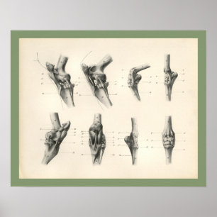 Poster Ossos da perna do cavalo Juntas Anatomia Veterinár