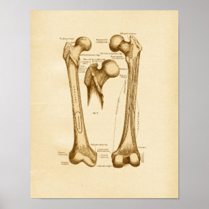 Poster Ossos do fémur da ilustração da anatomia do