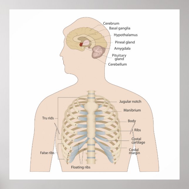 Poster Ossos do peito humano (Frente)