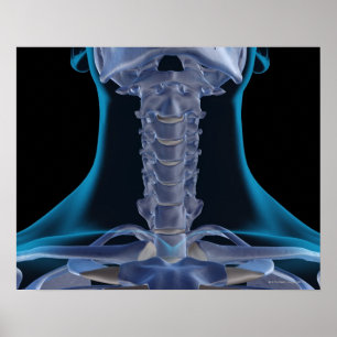 Poster Ossos do pescoço 2