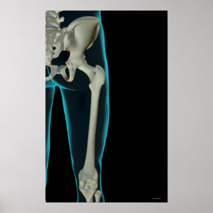 Poster Ossos do quadril 2