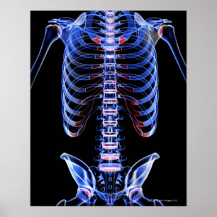 Pôster Ossos do tronco 2