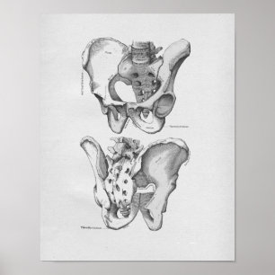 Pôster Ossos pélvicos da ilustração da anatomia do