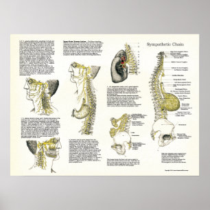 Poster Osteopathic do nervo da corrente simpática