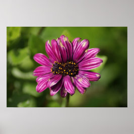 Pôster Osteospermum / Dimorphotheca mutante