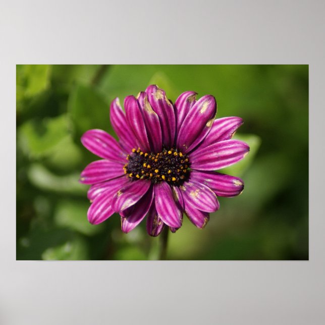 Pôster Osteospermum / Dimorphotheca mutante (Frente)
