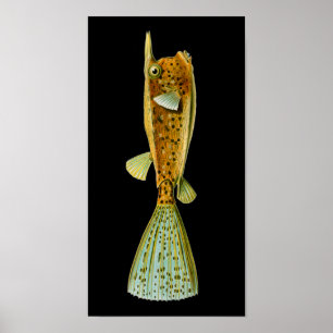Poster Ostracion cornutus (Boxfish), Haeckel Fine Art