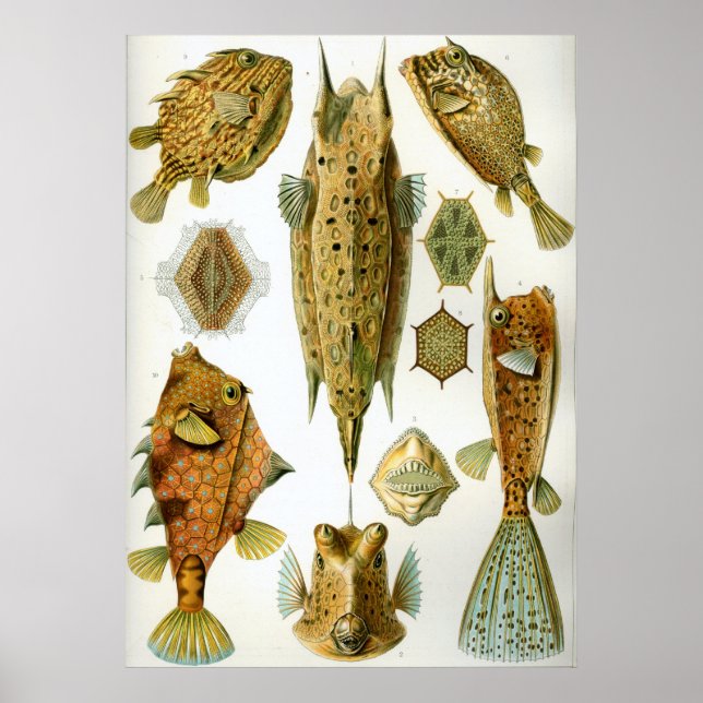 Poster Ostraciontes (Frente)