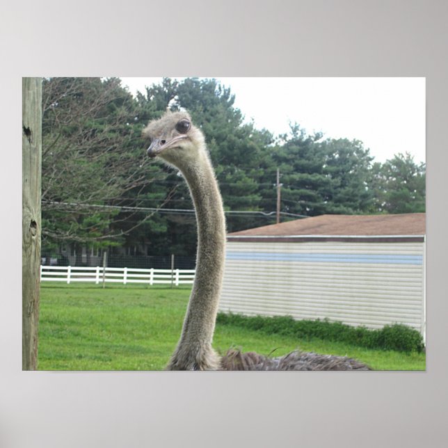 Poster Ostrich (Frente)