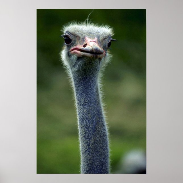 Poster Ostrich (Frente)