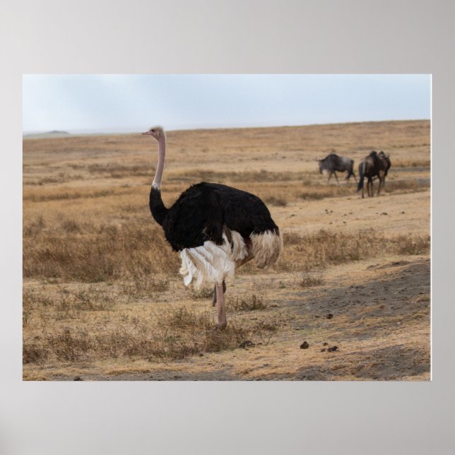 Poster Ostrich Africano nas Planícies Abertas (Frente)