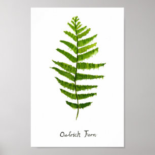 Poster Ostrich fern watercolor
