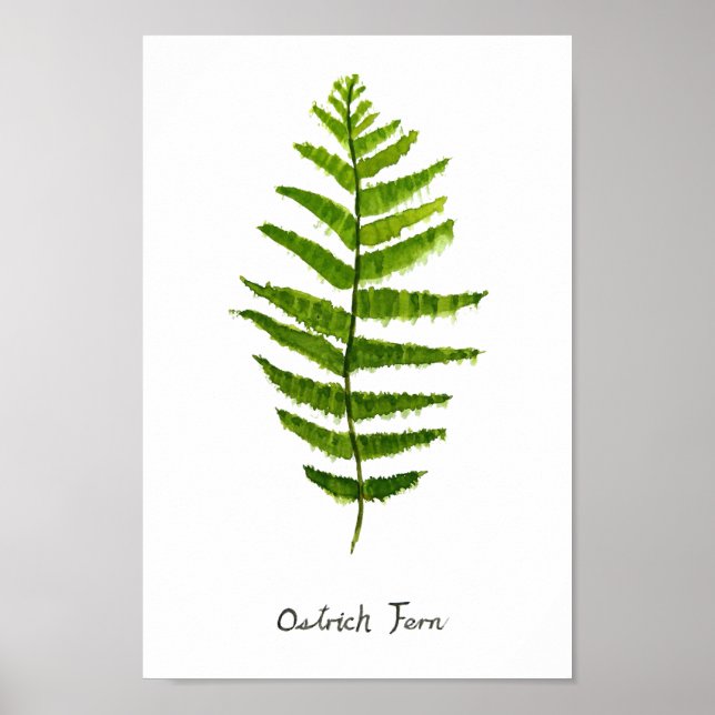 Poster  Ostrich fern watercolor (Frente)