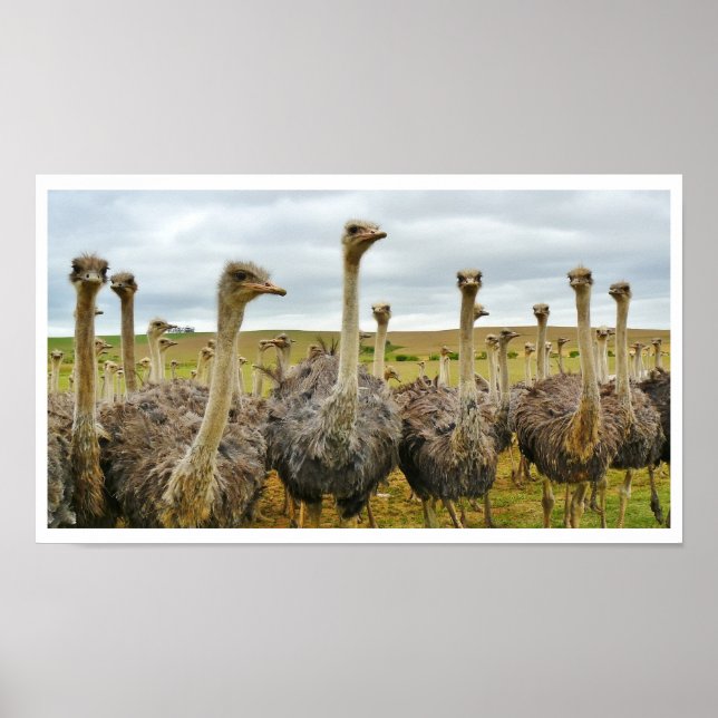 Poster Ostriches in a Field (Frente)