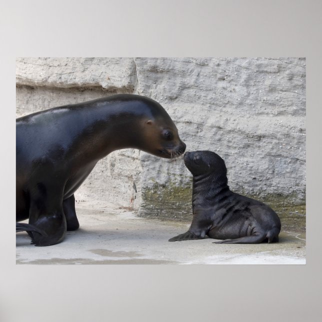 Poster Otaria flavescens (Frente)